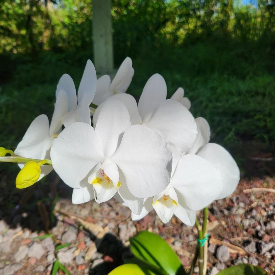 לינה וארוחת בוקר Keaau Hoomaikai Blessings מראה חיצוני תמונה